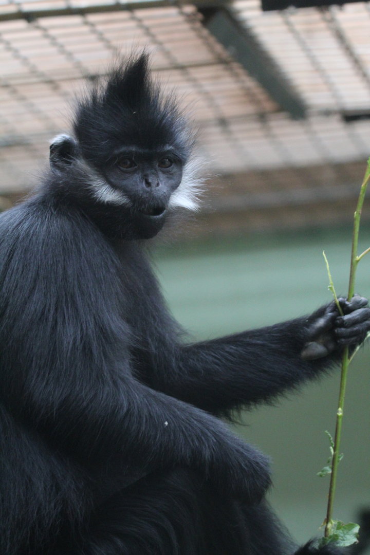 Francois Langur- 24th July 2023