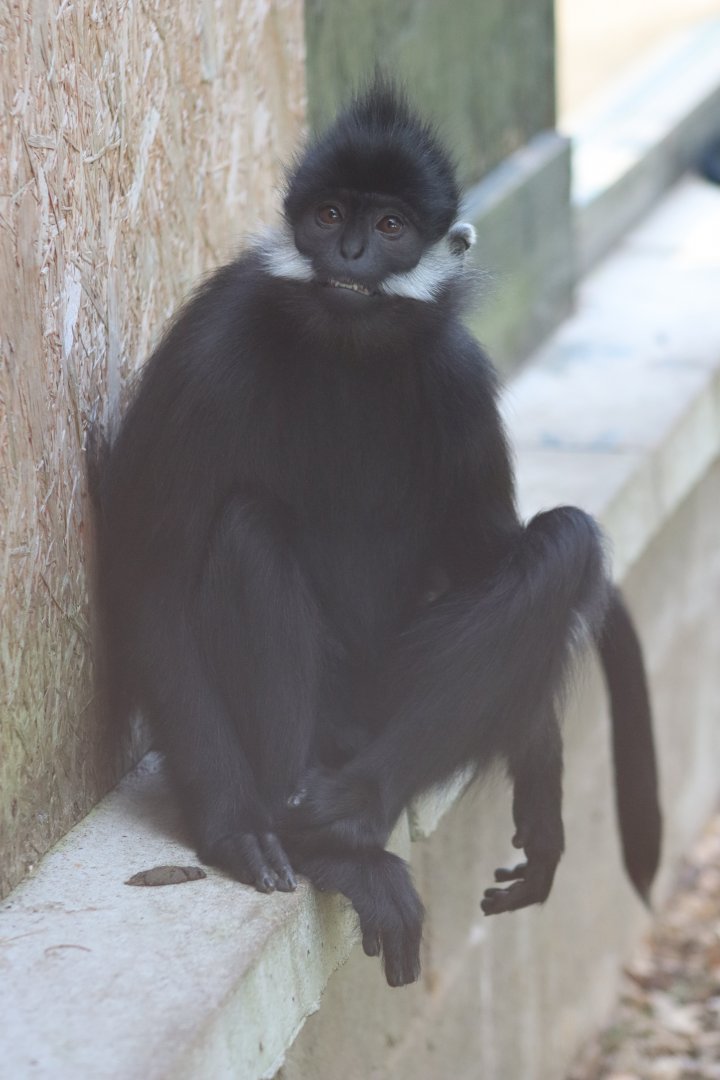 Francois' langur - 6 September 2021
