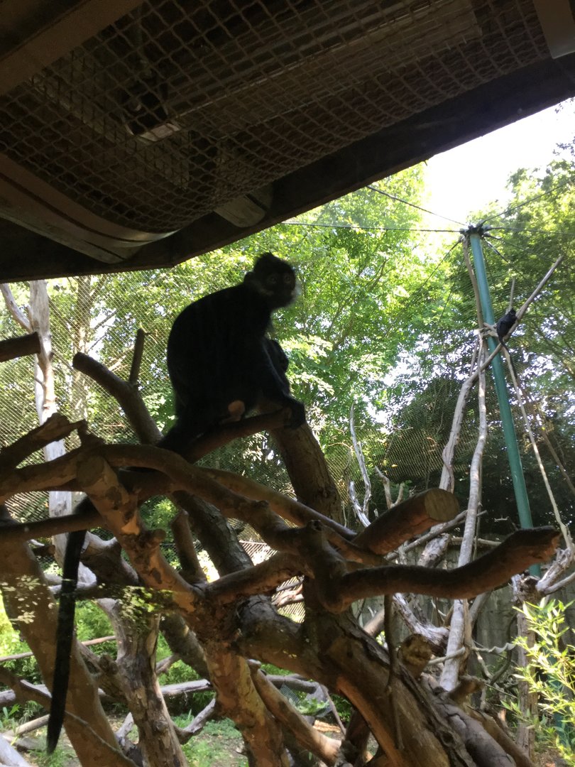Francois Langur 8/3/19