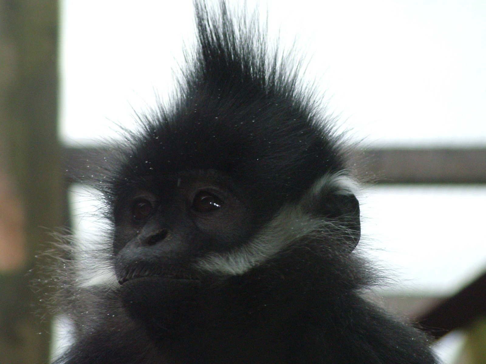 Francois' Langur at Twycross 24/01/10