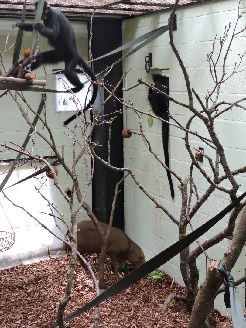 Francois Langur & Babirusa
