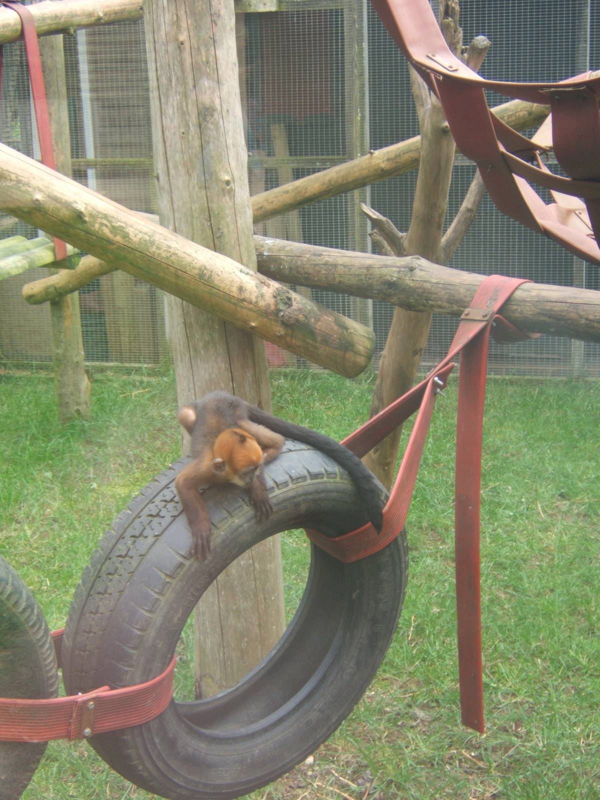 Francois Langur baby