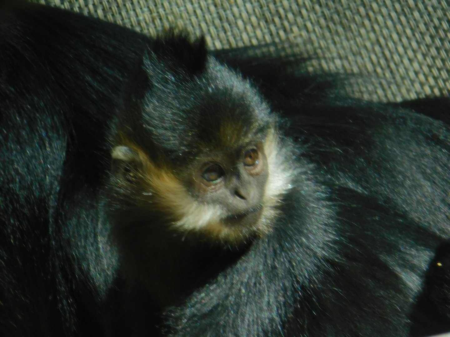 Francois Langur baby