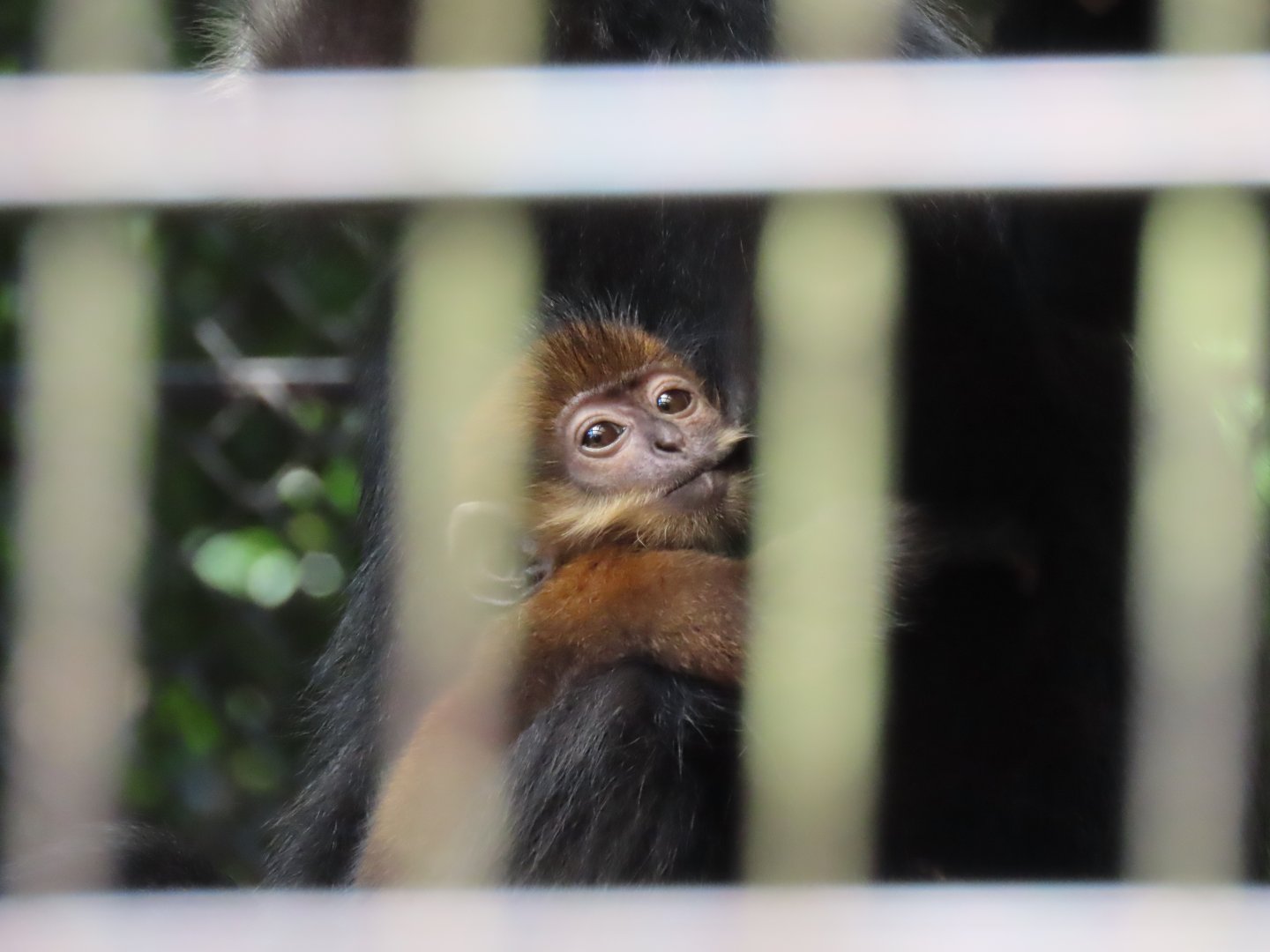 Francois langur baby