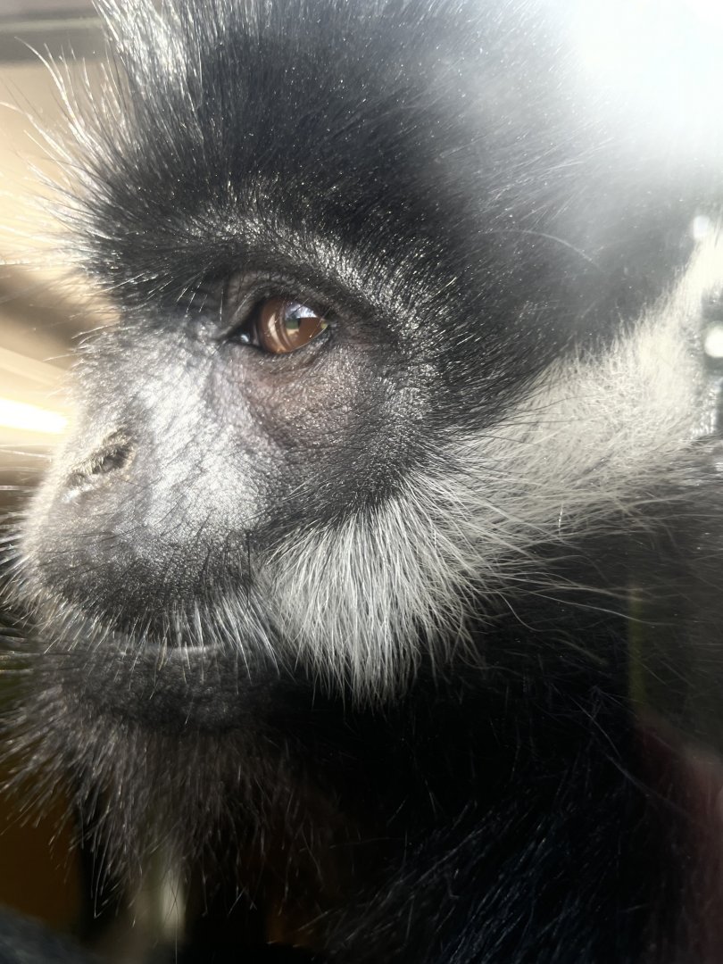 François ' Langur Close-up