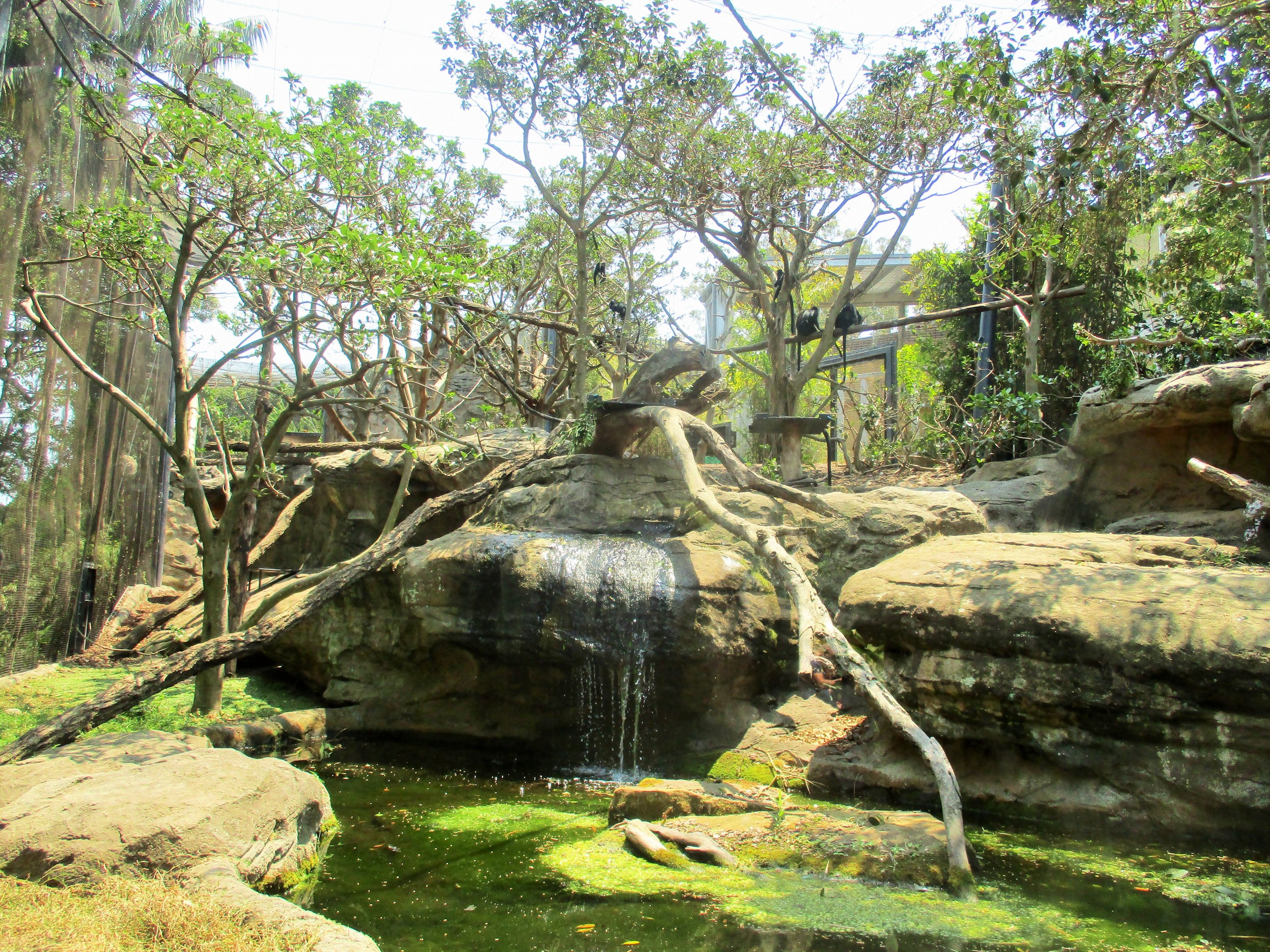 Francois' Langur Enclosure