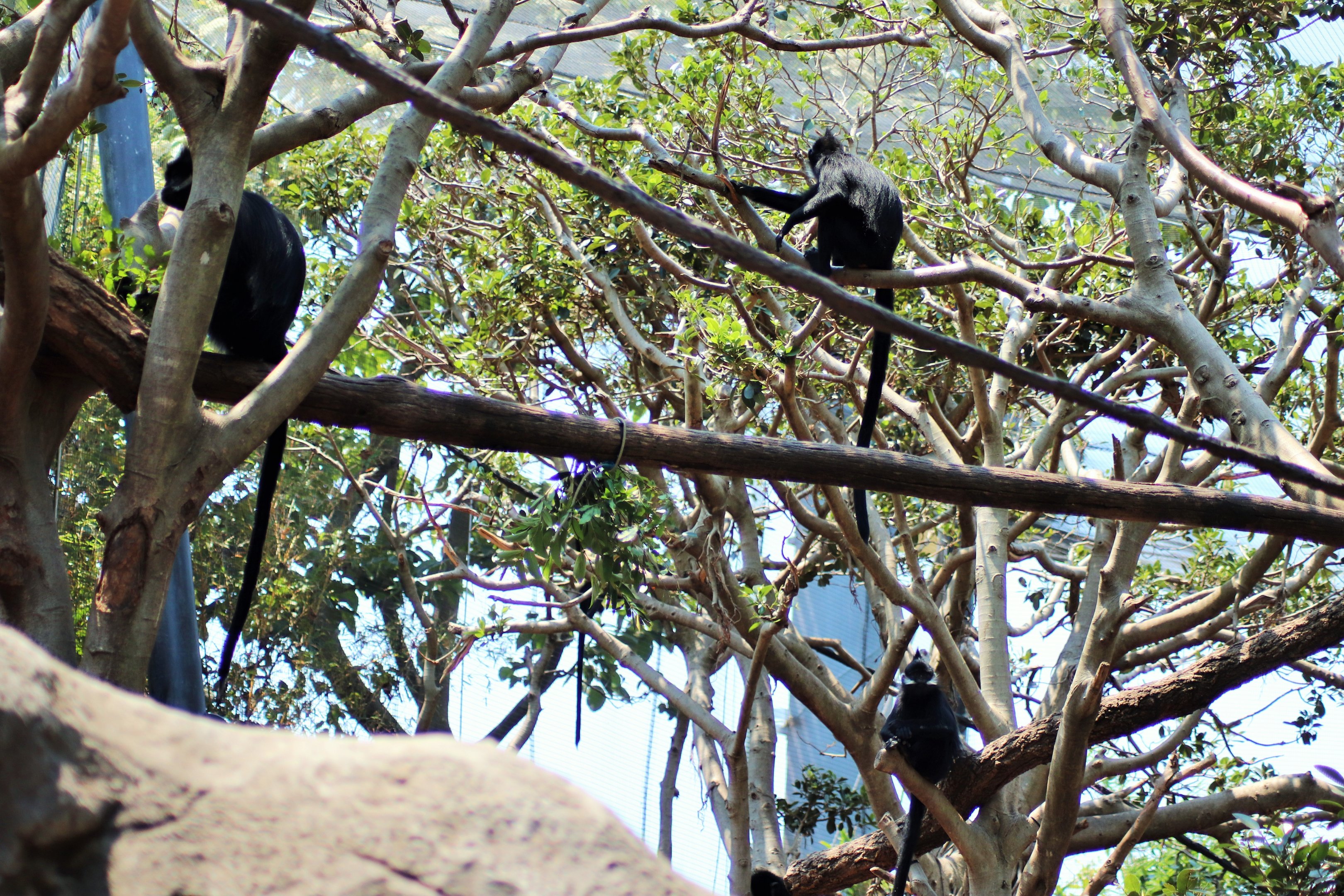 Francois' Langur Enclosure