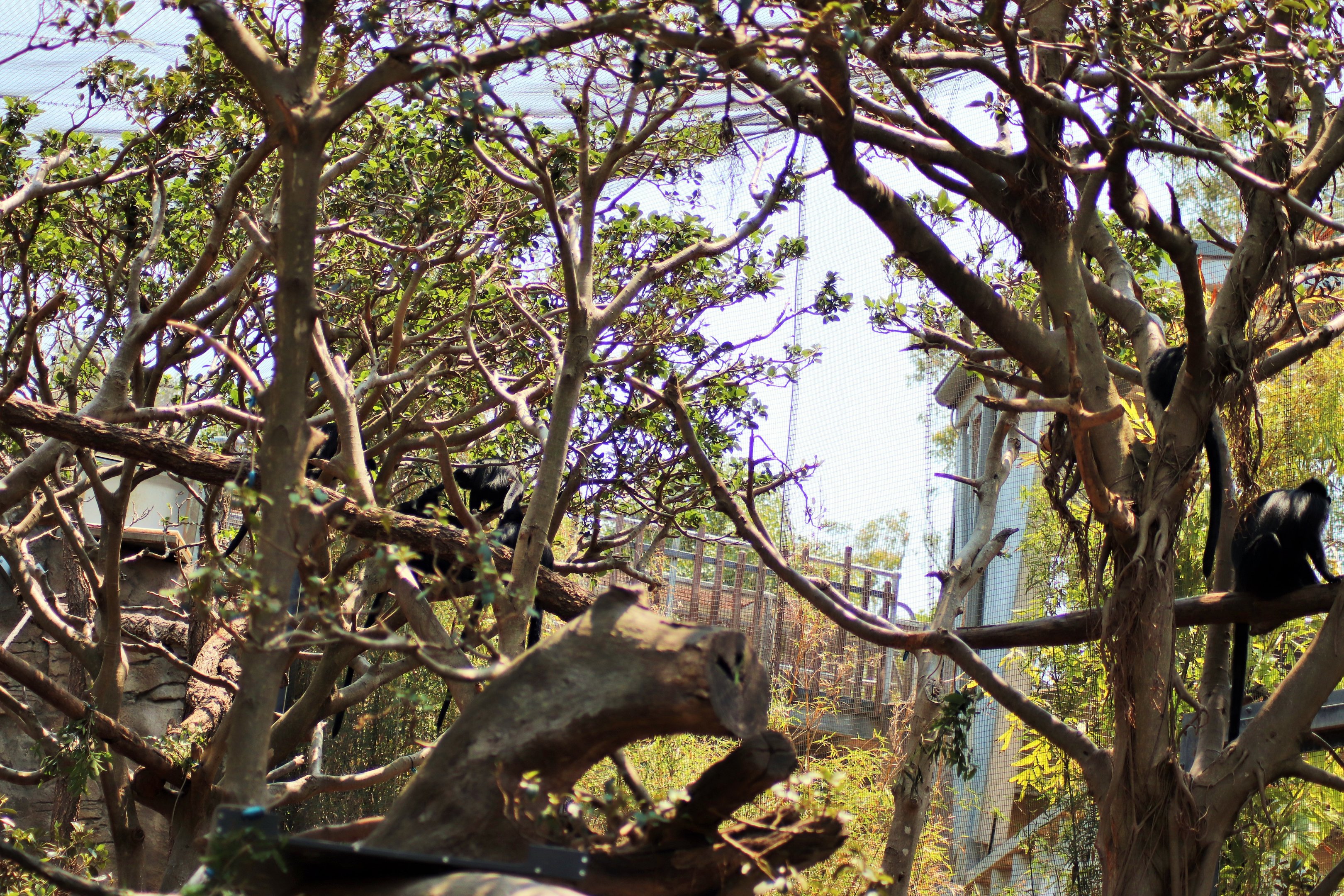 Francois' Langur Enclosure