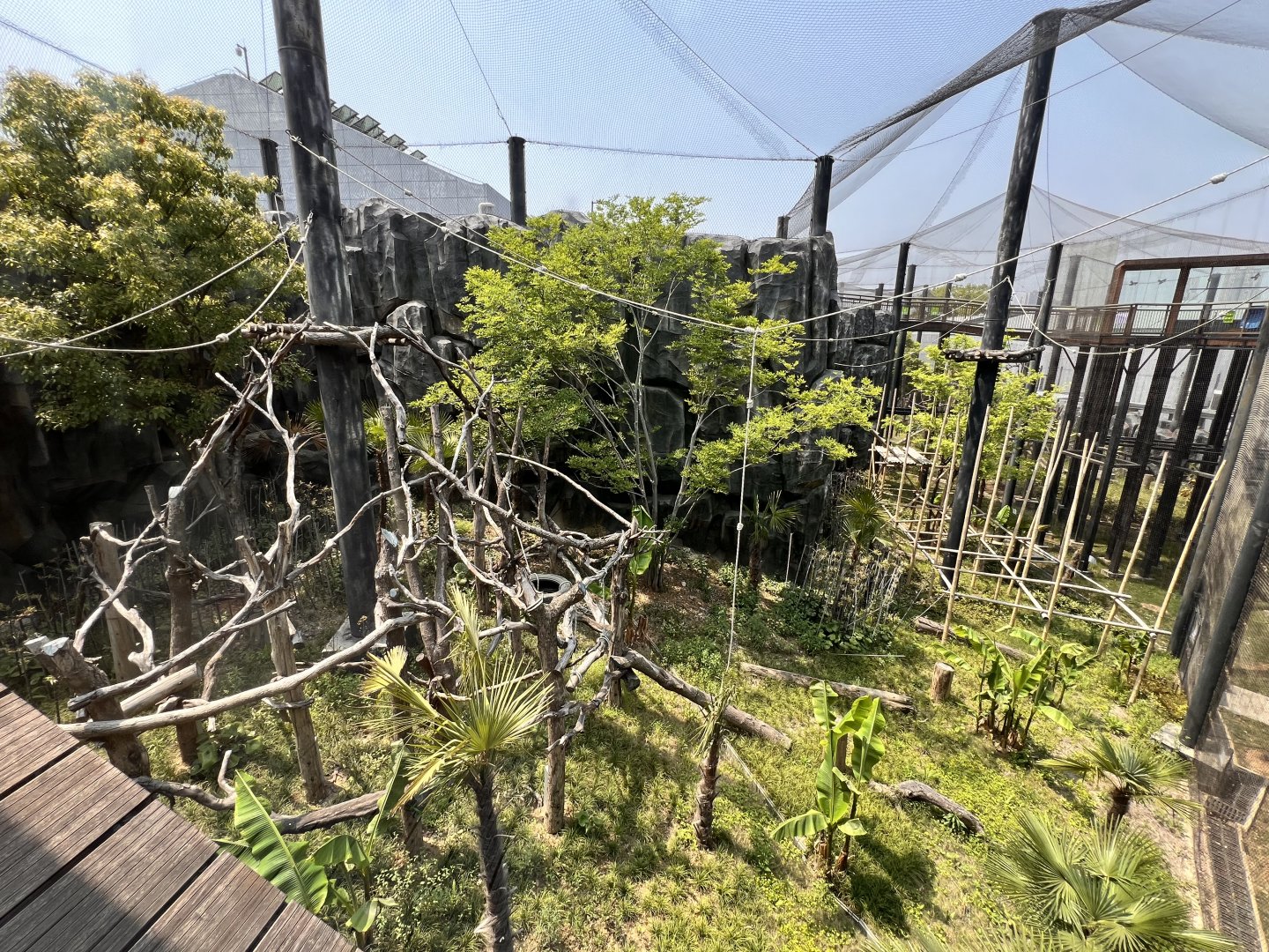 Francois Langur Exhibit #1