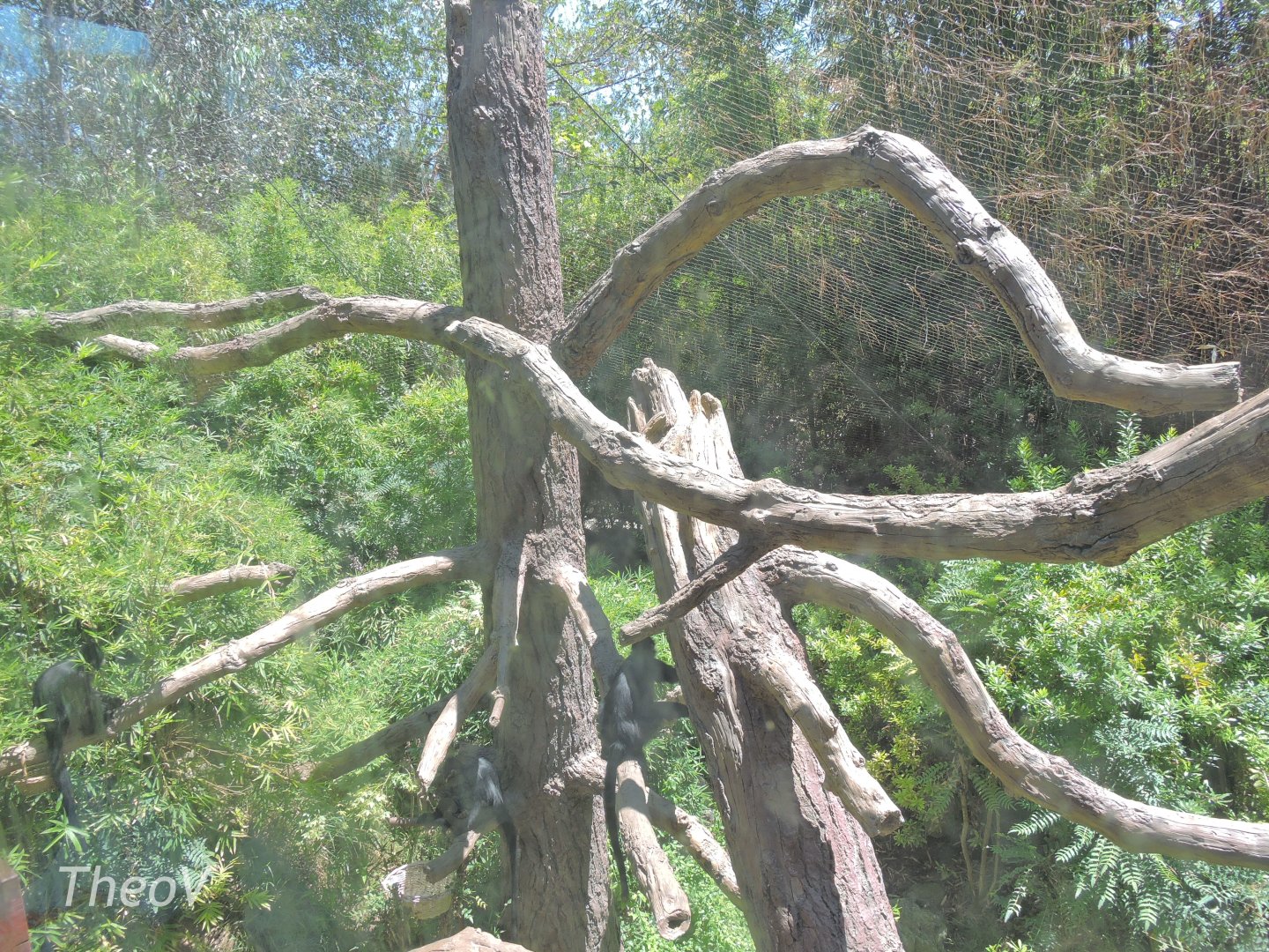 François' langur exhibit [2015]