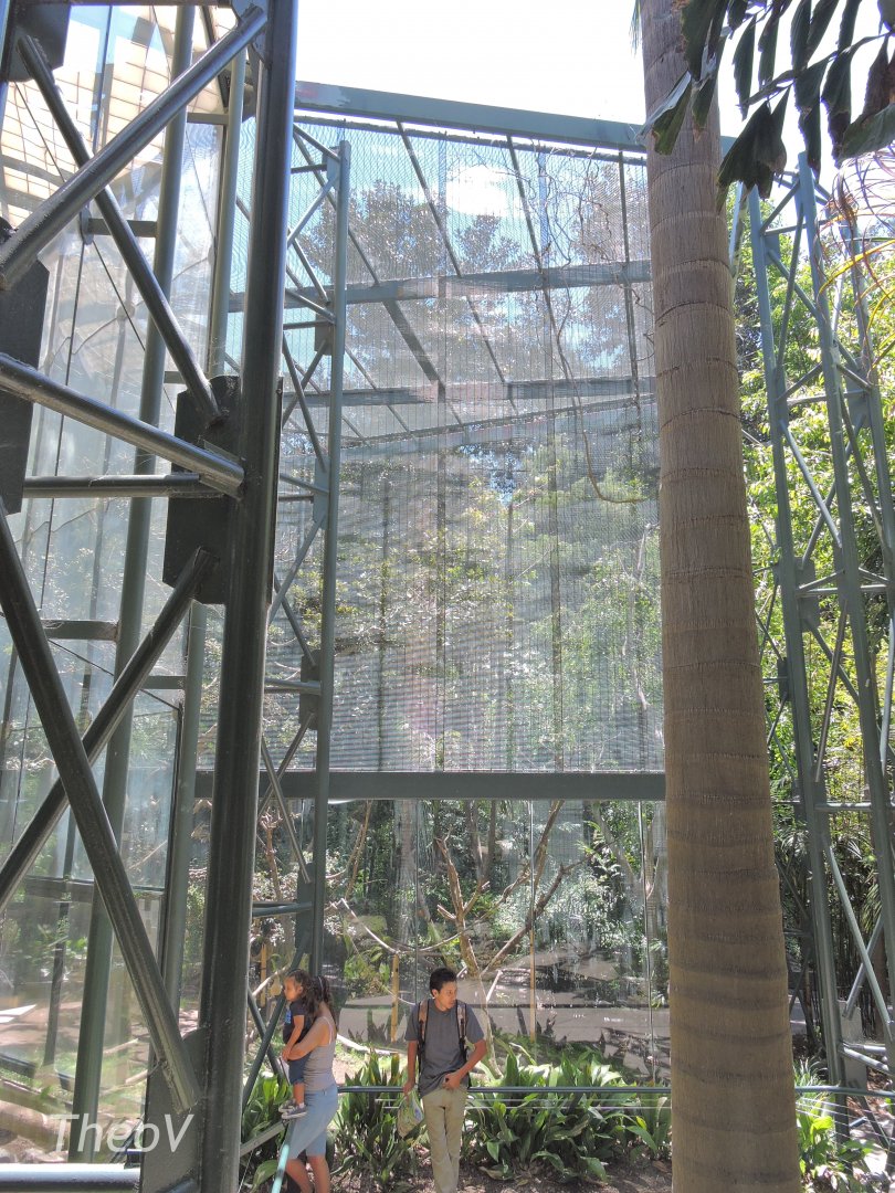 François' langur exhibit [2015]