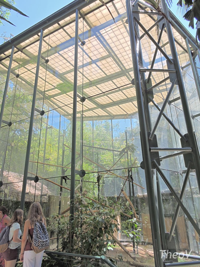 François' langur exhibit [2015]