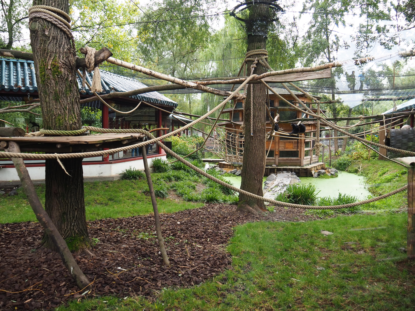 François' langur exhibit, 2019-10-05