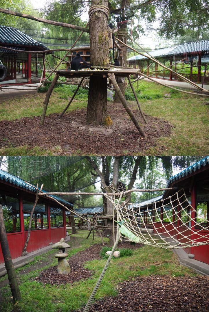 François' langur exhibit, 2020-09-03