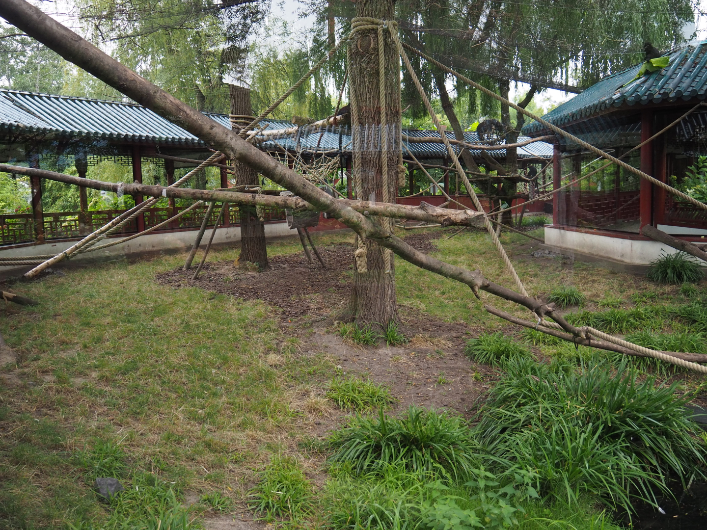 François' langur exhibit, 2020-09-03
