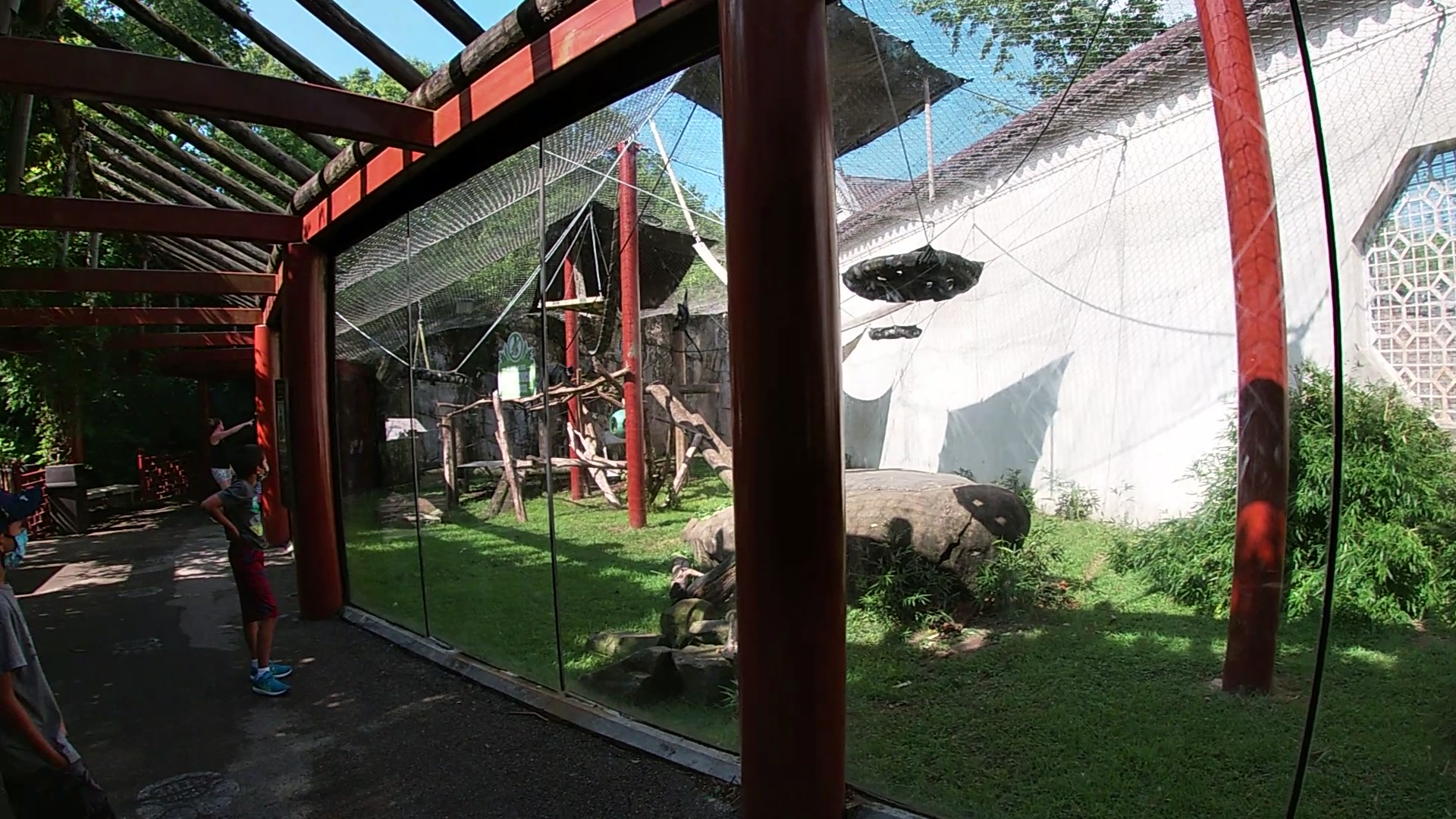 Francois langur Exhibit, China, Aug. 2020