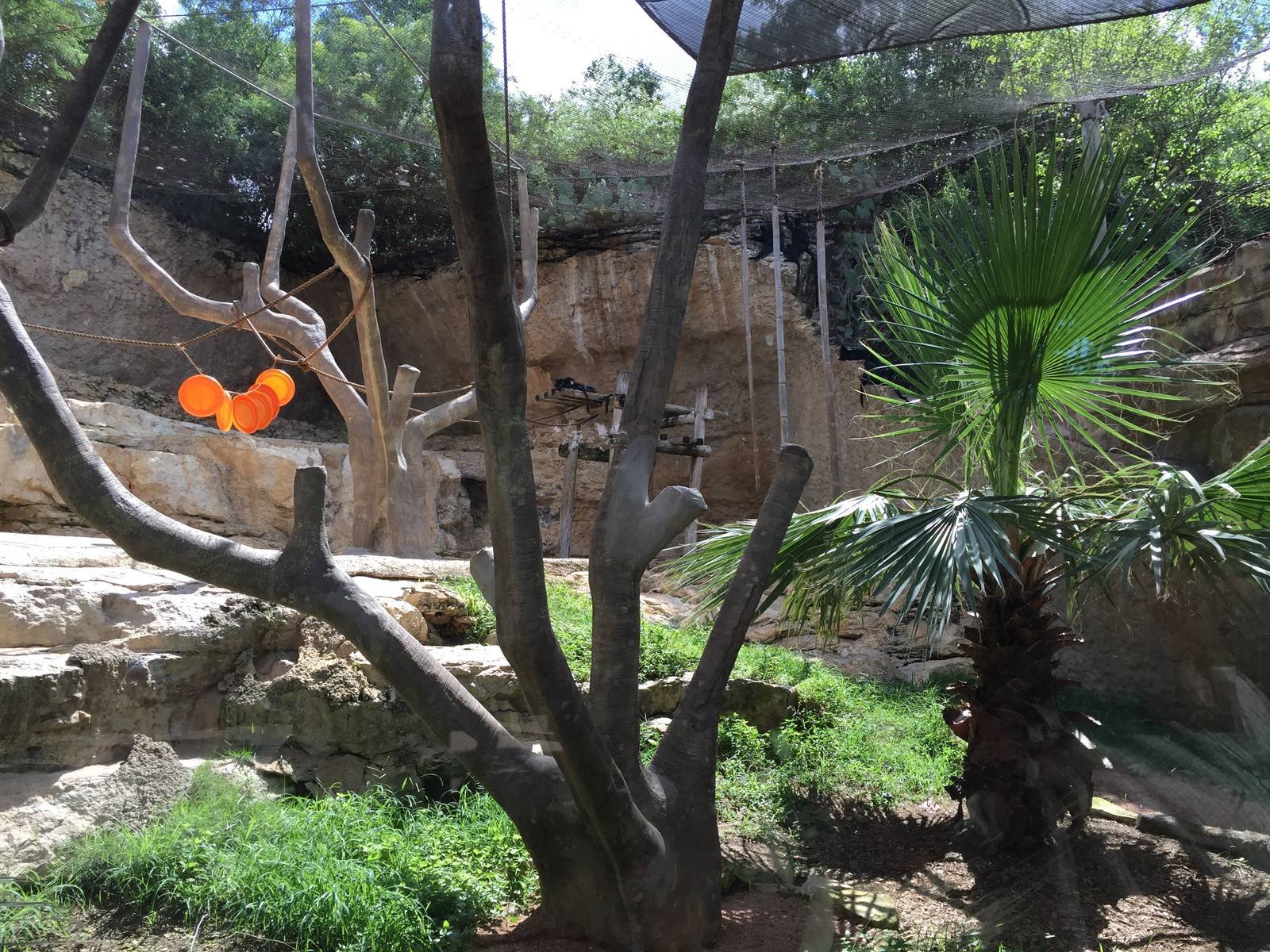 Francois Langur Exhibit