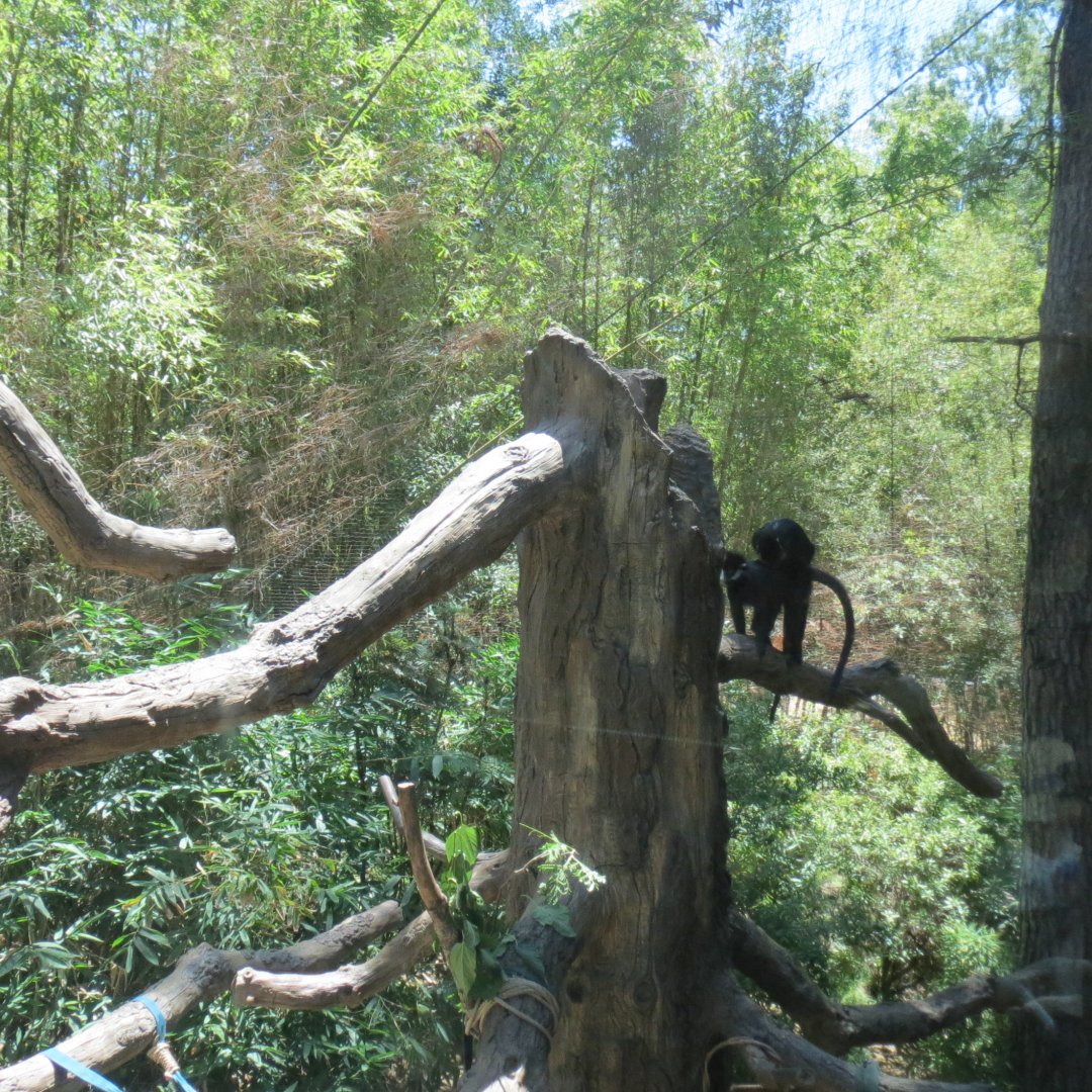 Francois' Langur Exhibit