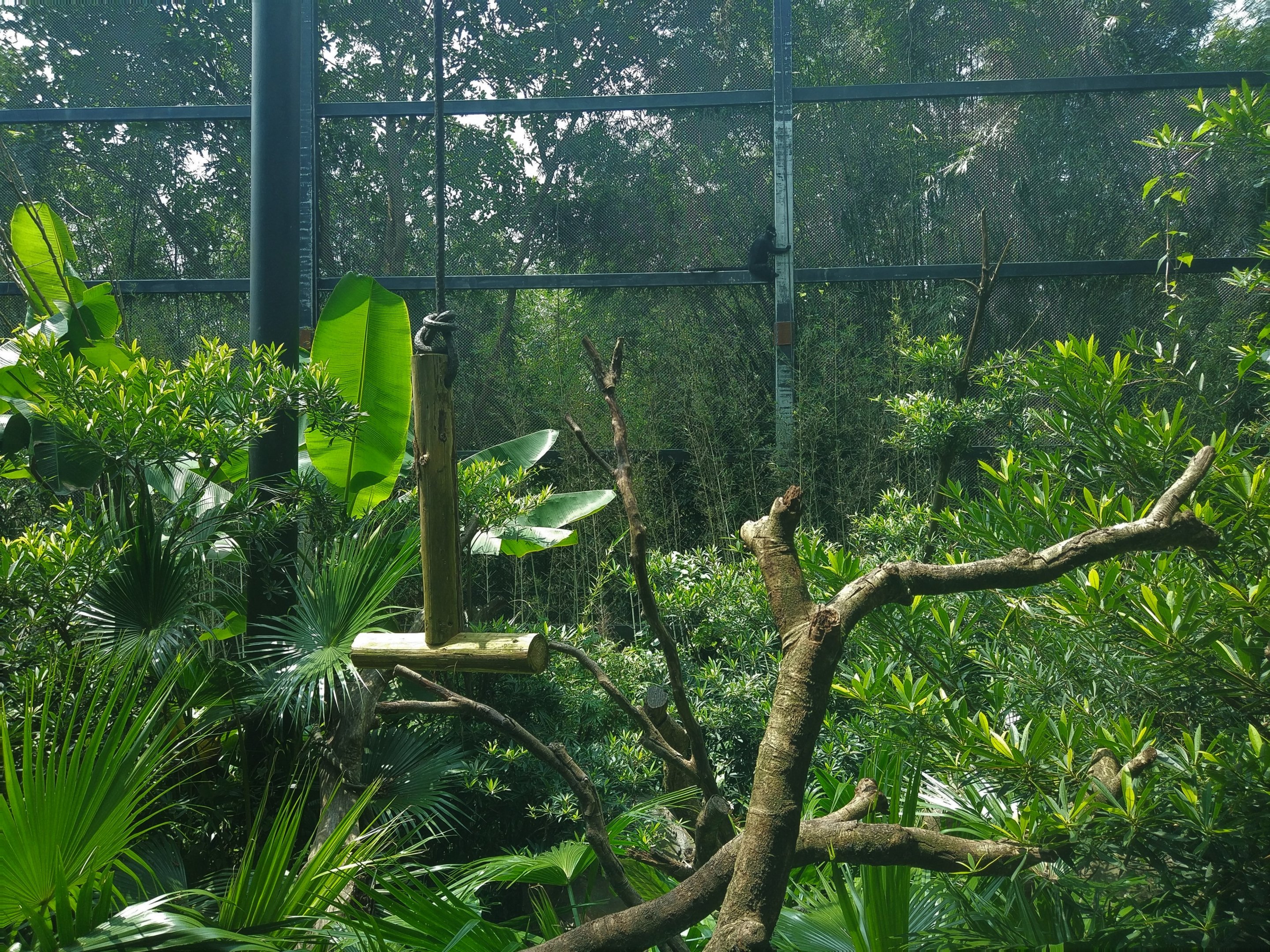 Francois Langur Exhibit