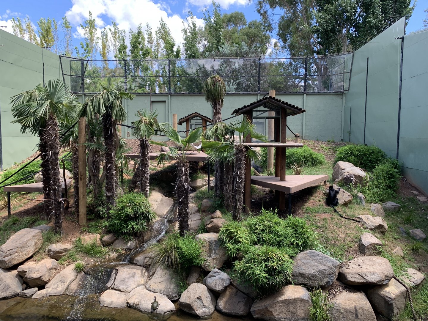 Francois Langur Exhibit