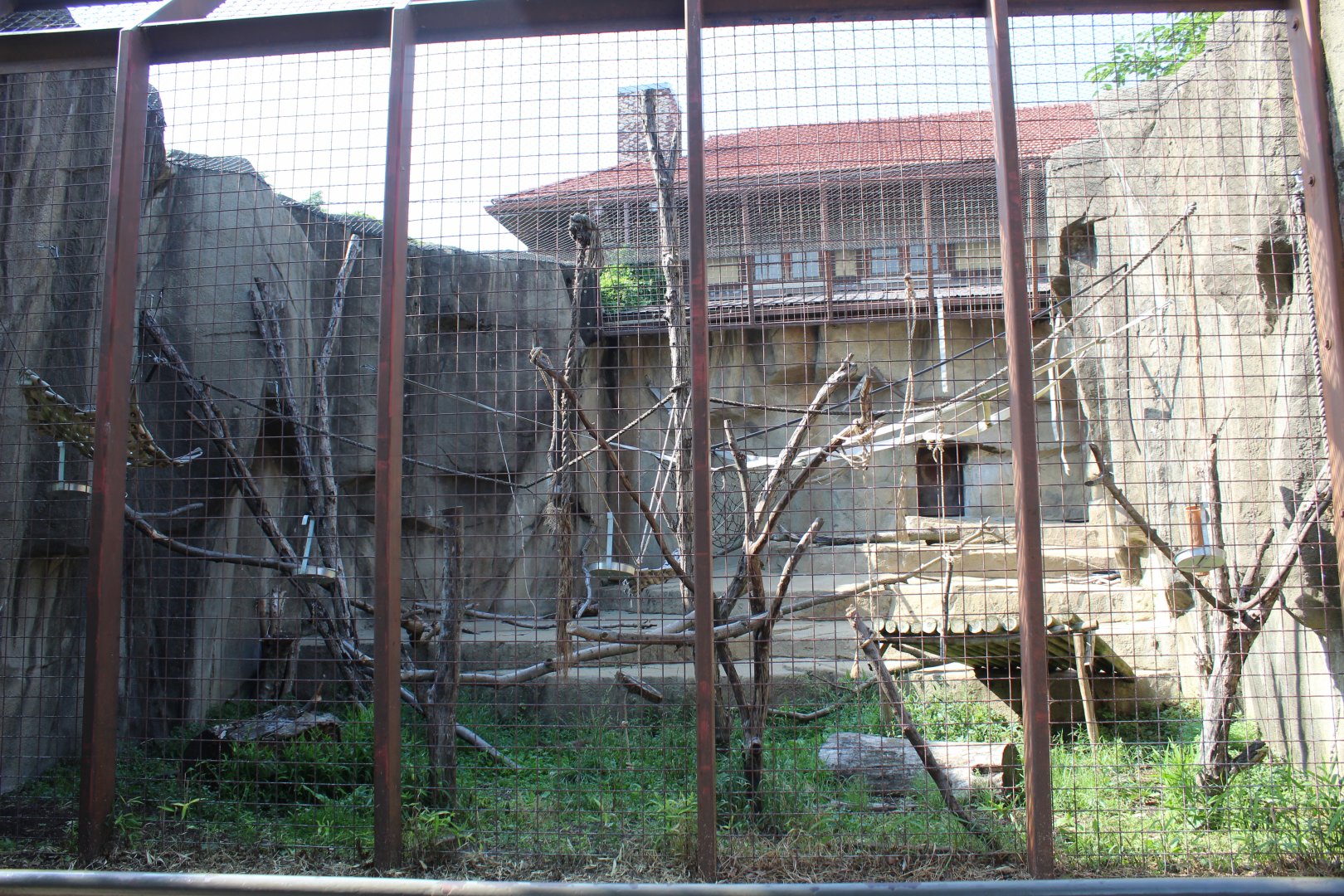 Francois Langur Exhibit