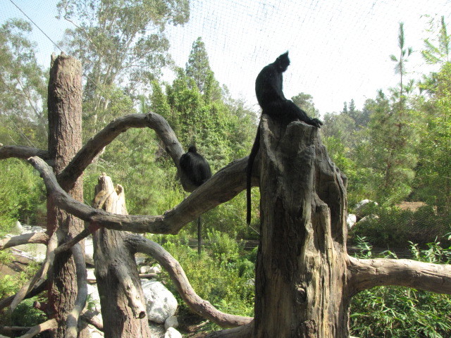 Francois' Langur Exhibit