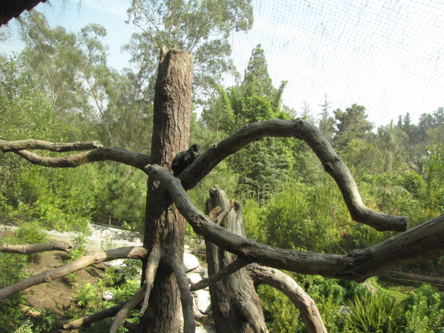 Francois' Langur Exhibit