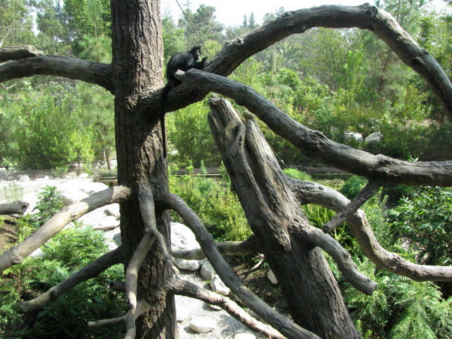 Francois' Langur Exhibit