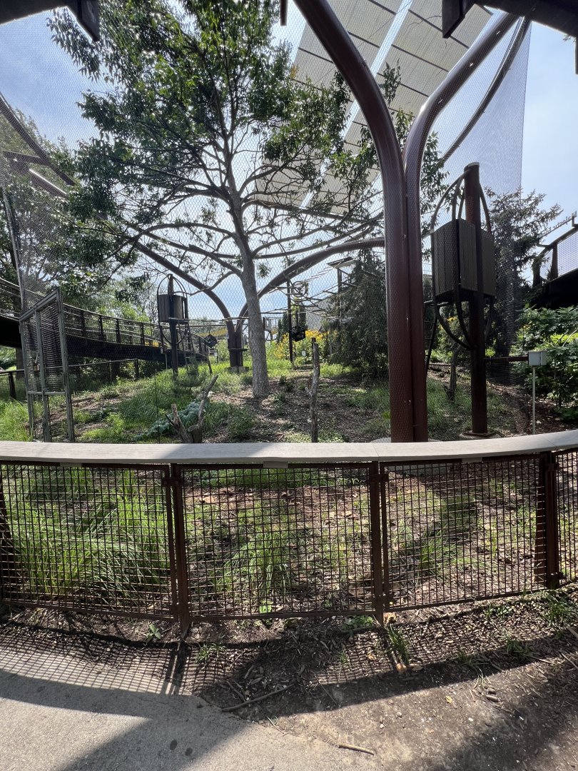 Francois Langur Exhibit