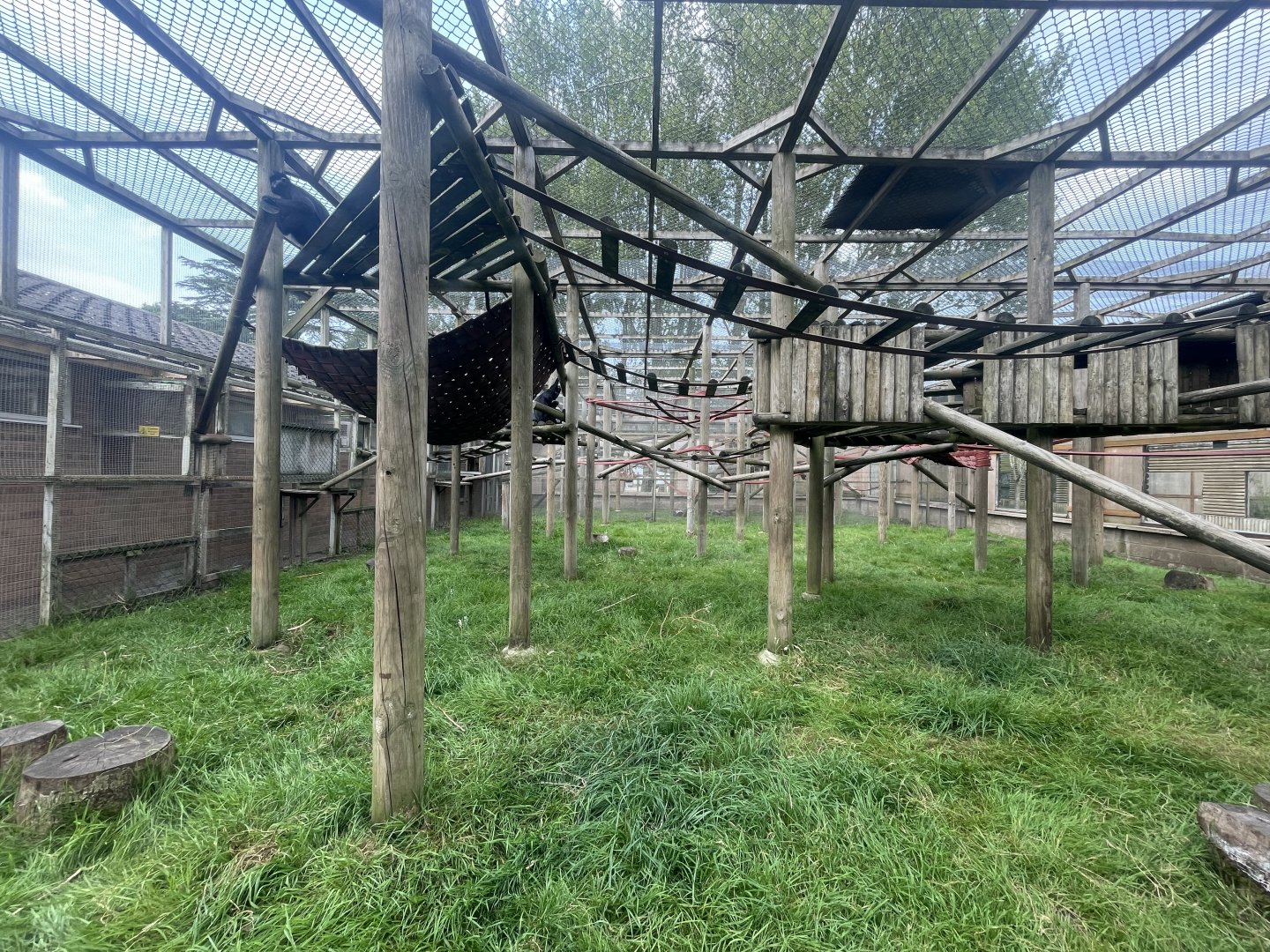 Francois Langur Exhibit