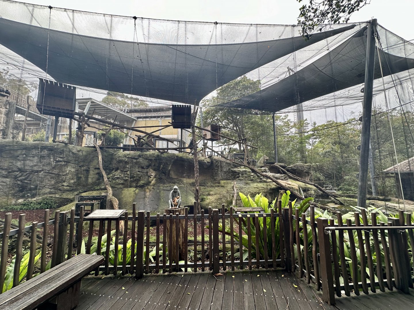 Francois Langur Exhibit