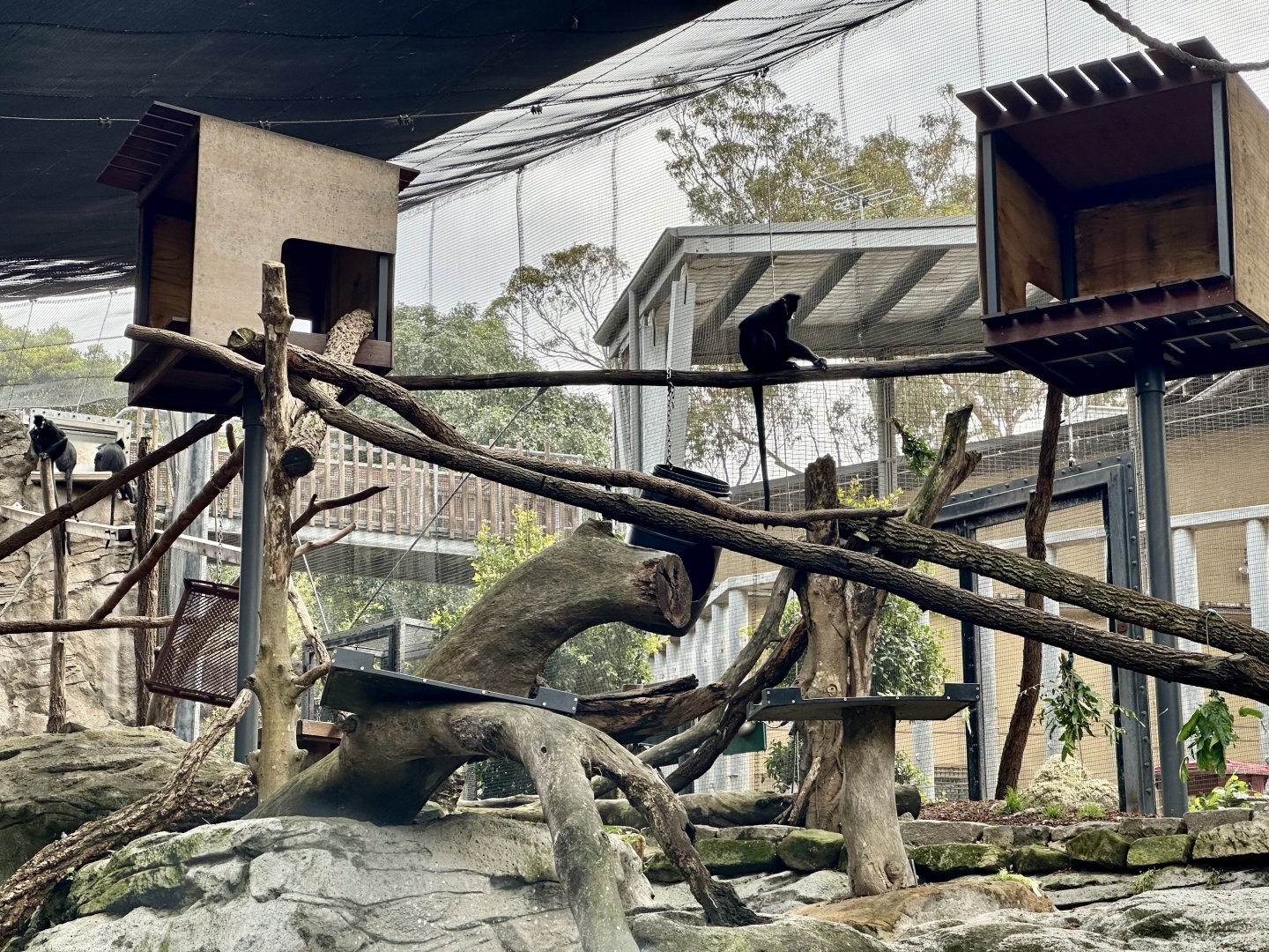 Francois Langur Exhibit