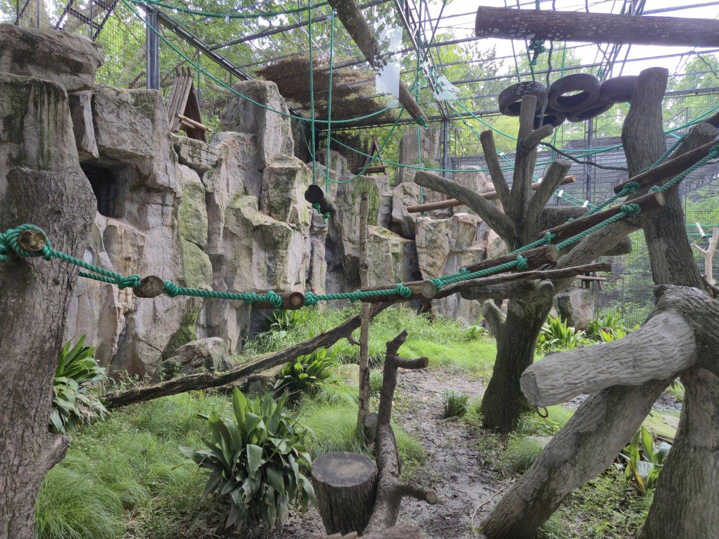 Francois langur exhibit