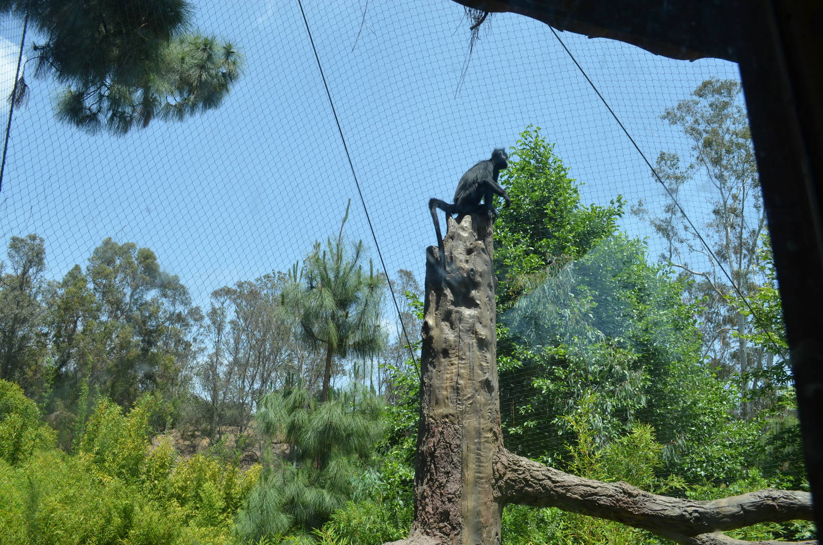 Francois Langur Habitat