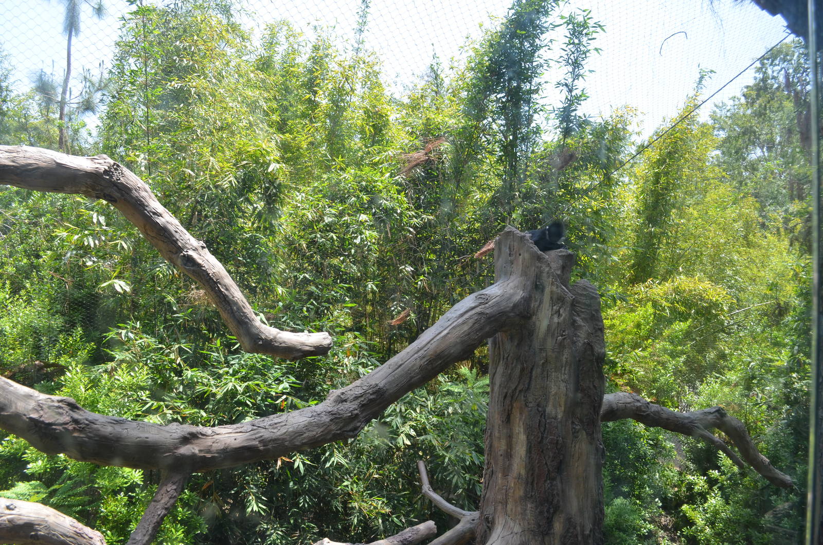 Francois Langur Habitat