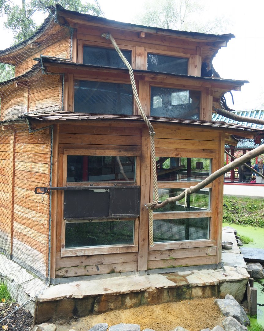 François' langur house, 2019-10-05