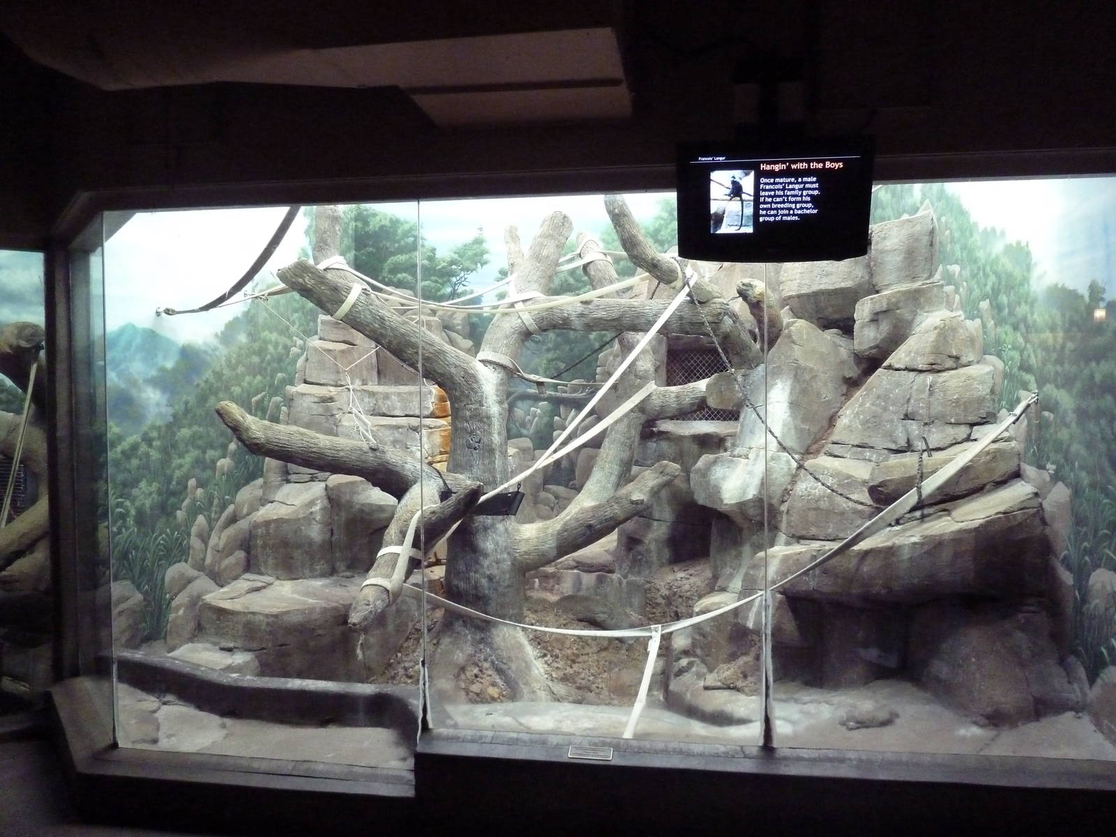 Francois' Langur Indoor Exhibit