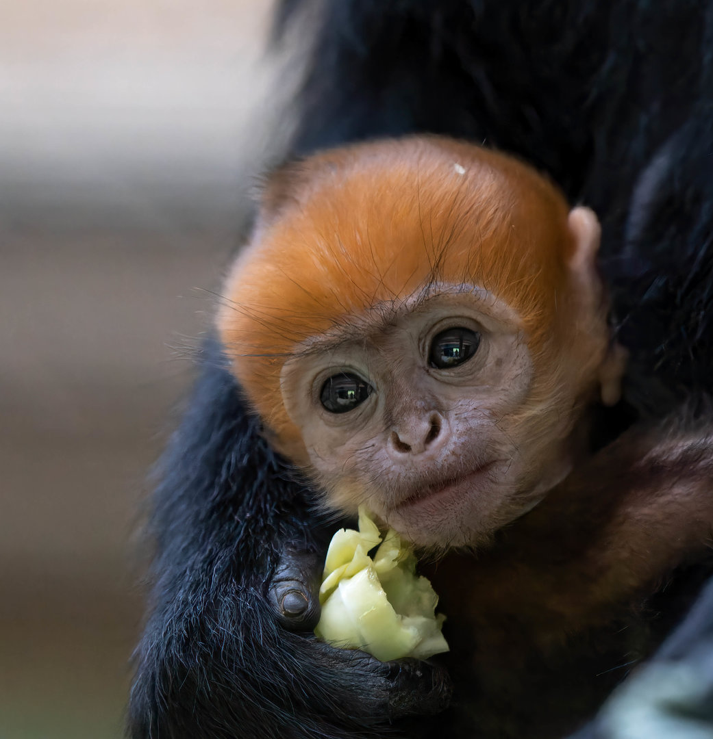 Francois Langur infant, ZSL Whipsnade, UK