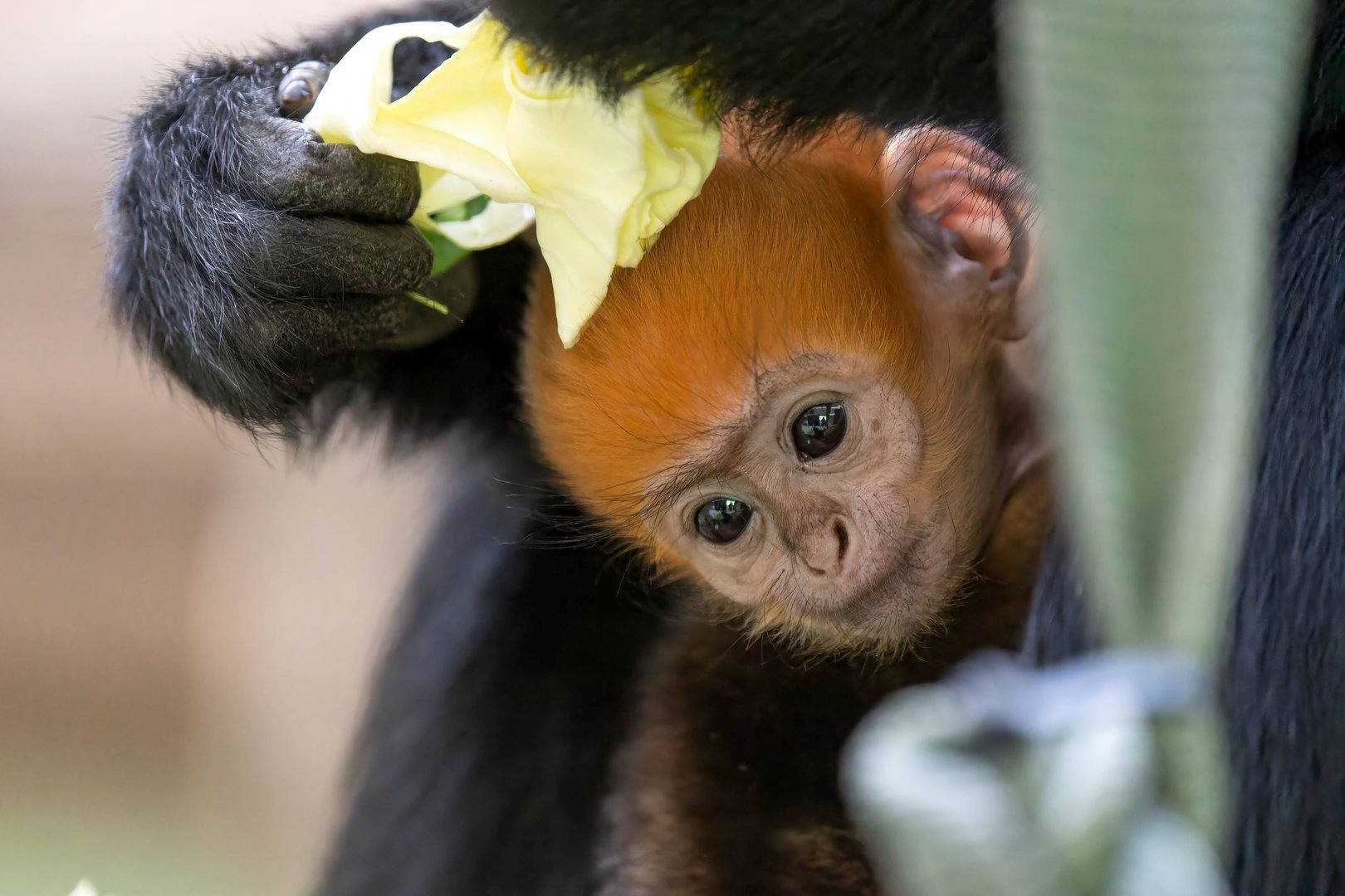 Francois Langur infant, ZSL Whipsnade, UK