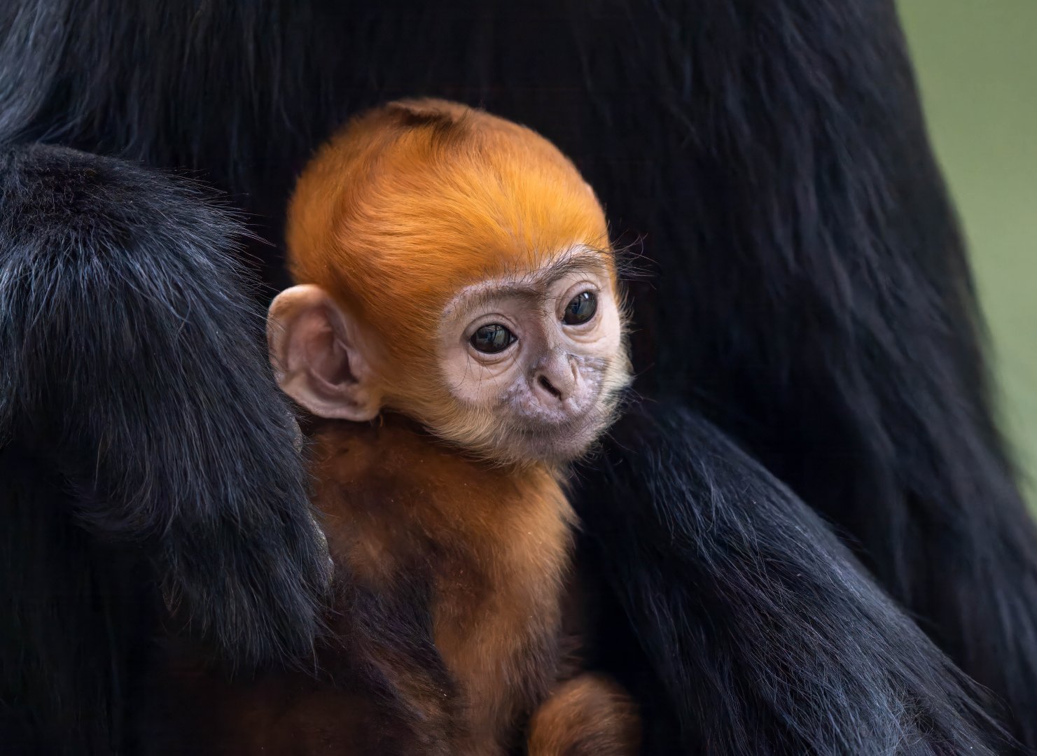 Francois' Langur infant, ZSL Whipsnade, UK
