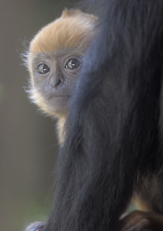 Francois langur infant