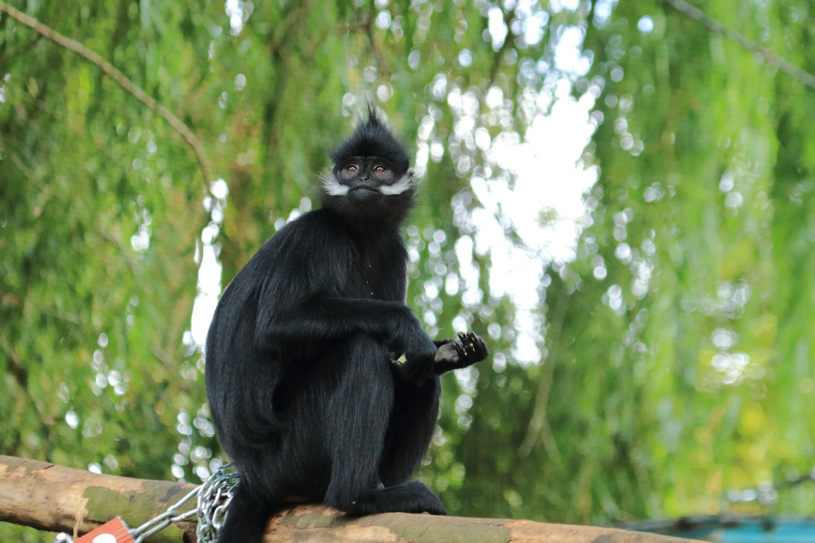 François' langur (July 2020)