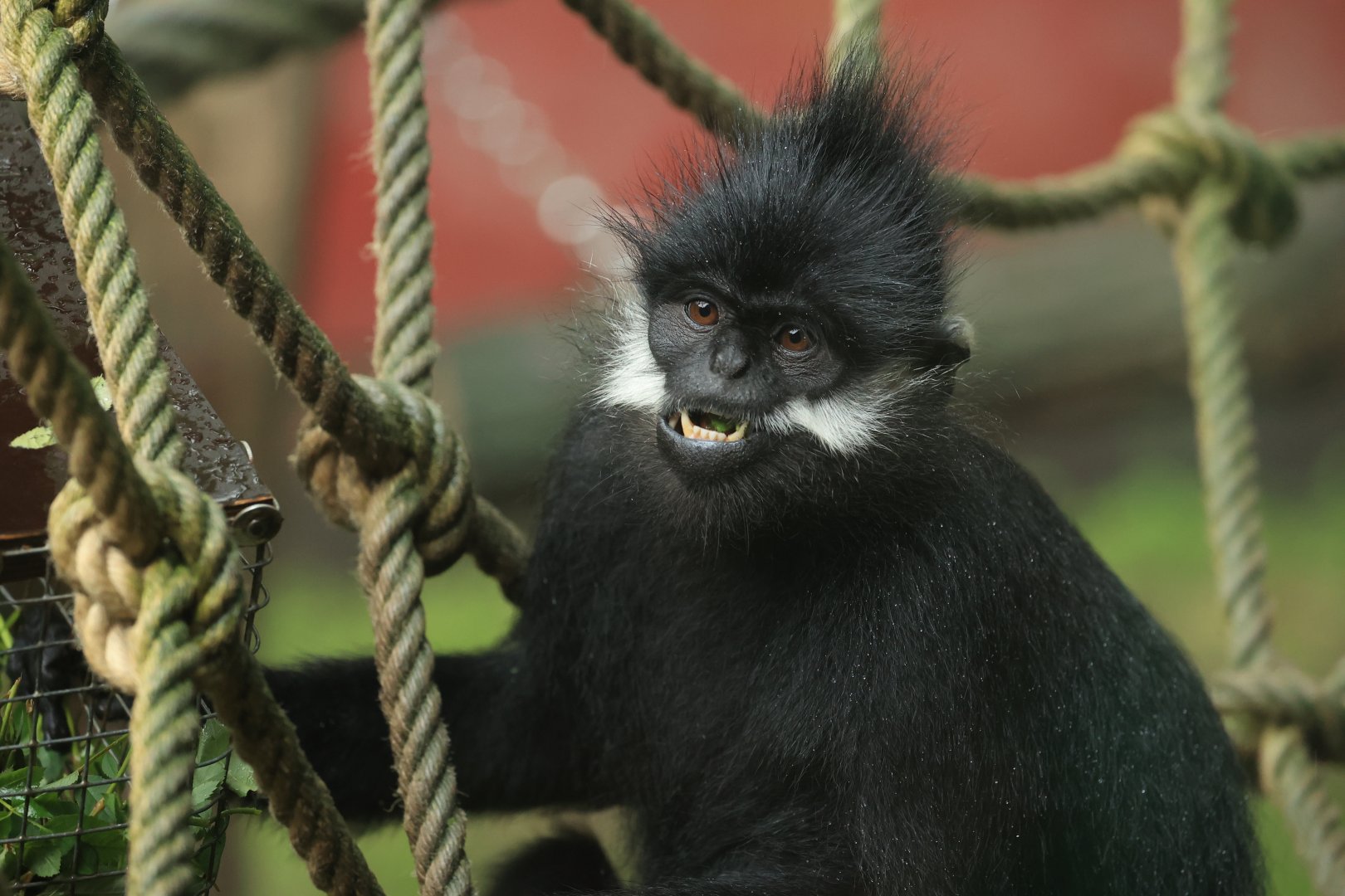 François' langur (July 2021)