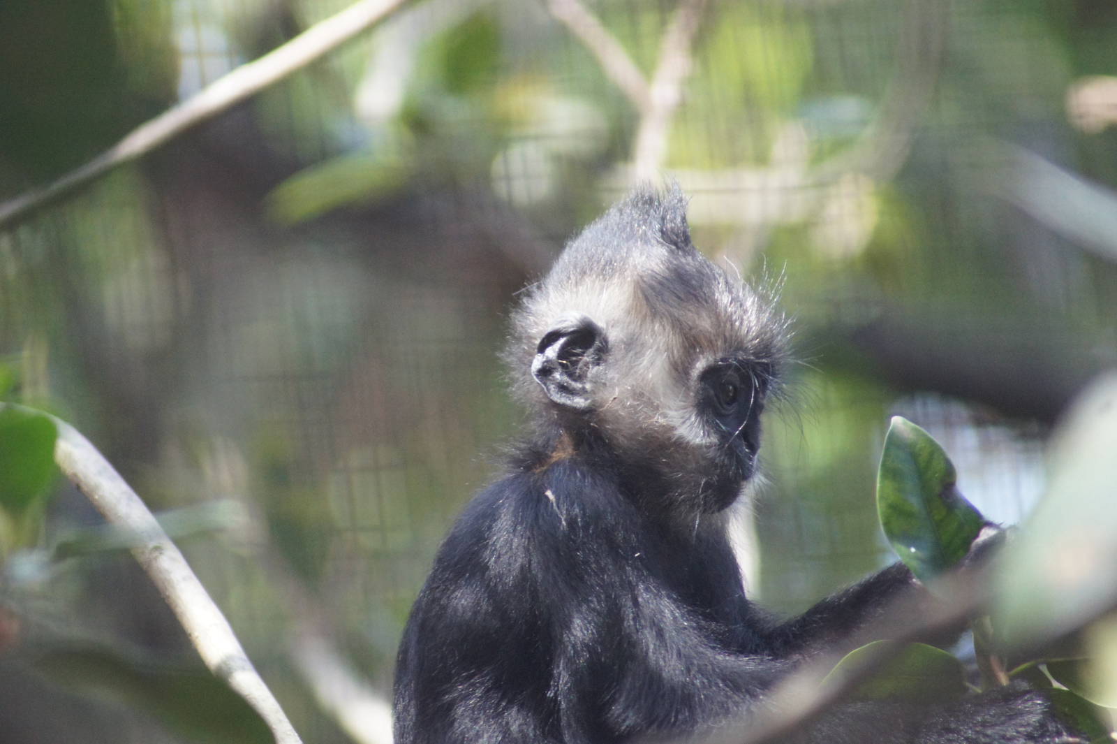 Francois Langur 'Keo-co'