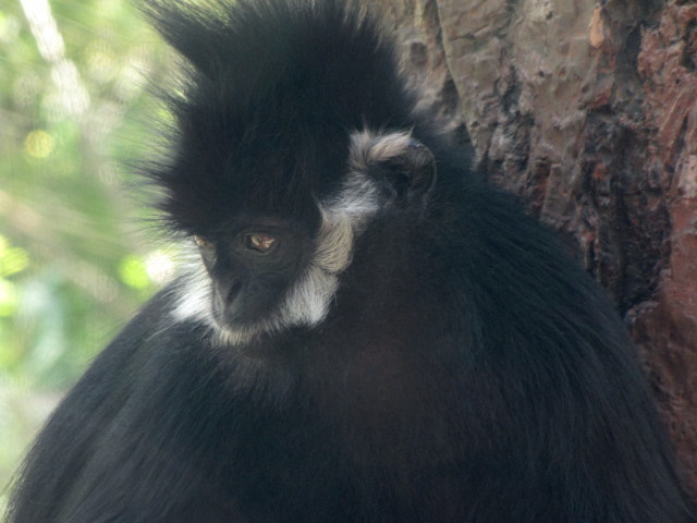Francois' Langur Los Angeles Zoo 10-18-2009