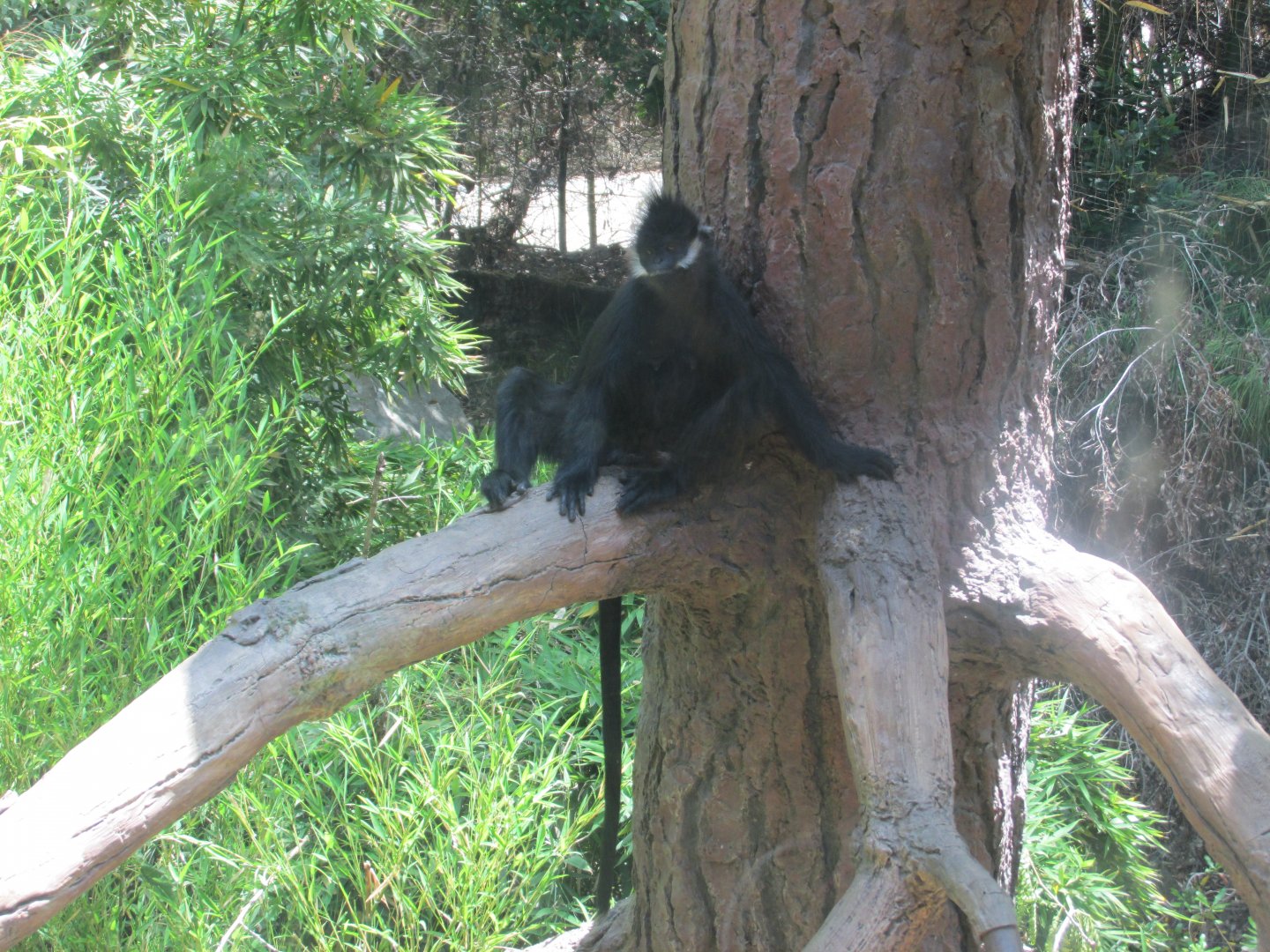 francois langur Los Angeles zoo 2017