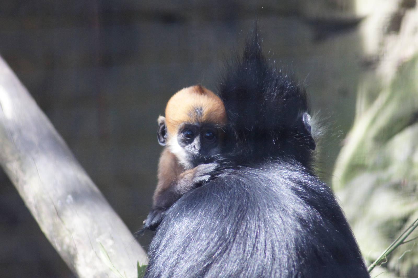 Francois Langur 'Meili' and 'Tam Dao'