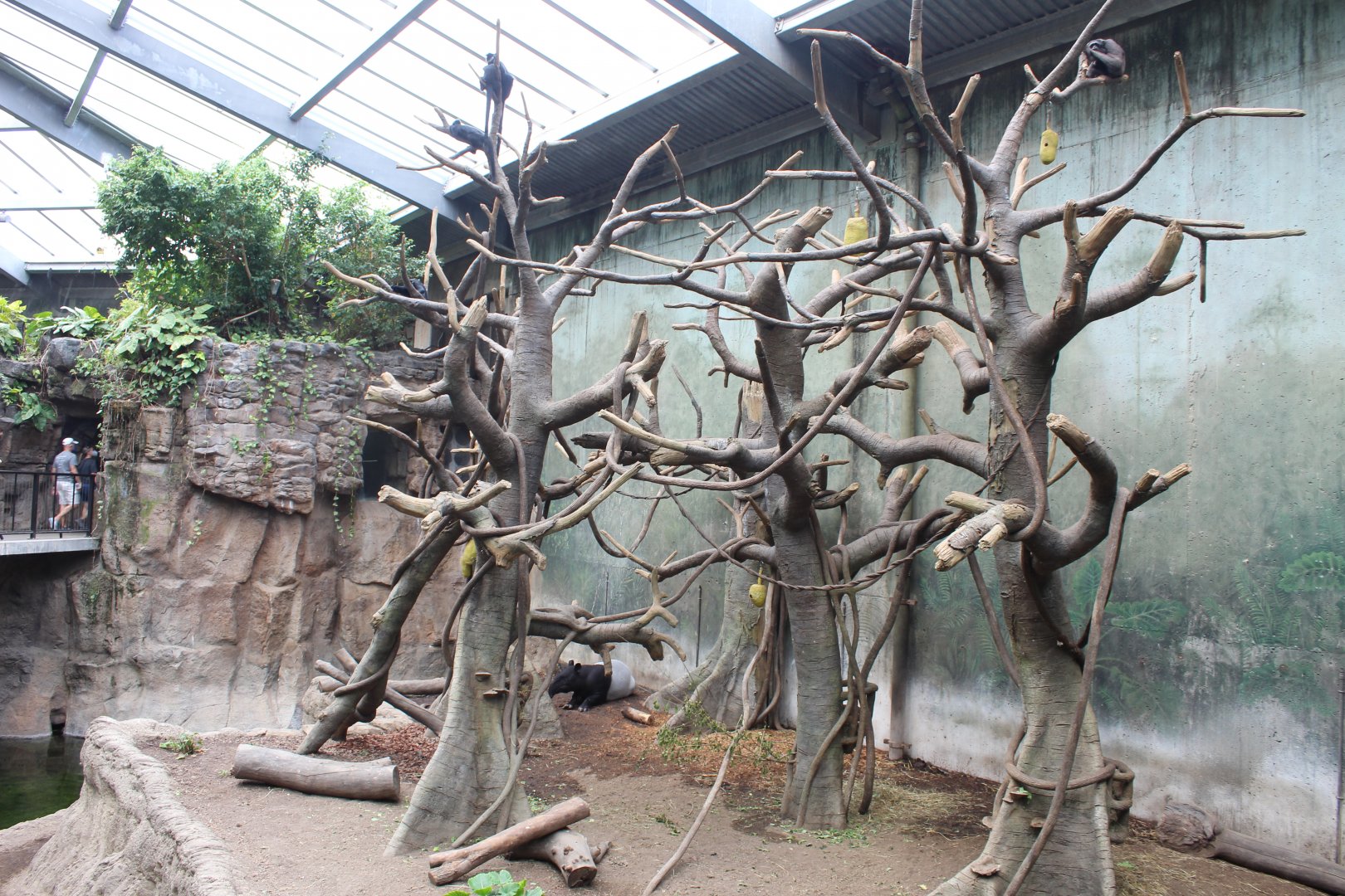 Francois Langur, Mueller's Gibbon & Malayan Tapir Exhibit - Lied Jungle