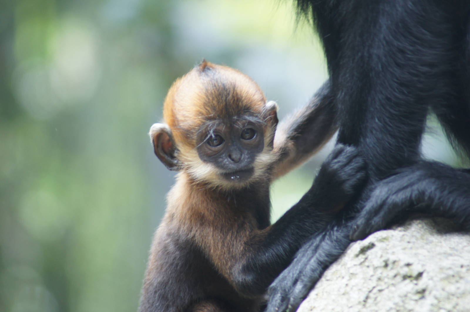 (Francois langur) Nangua