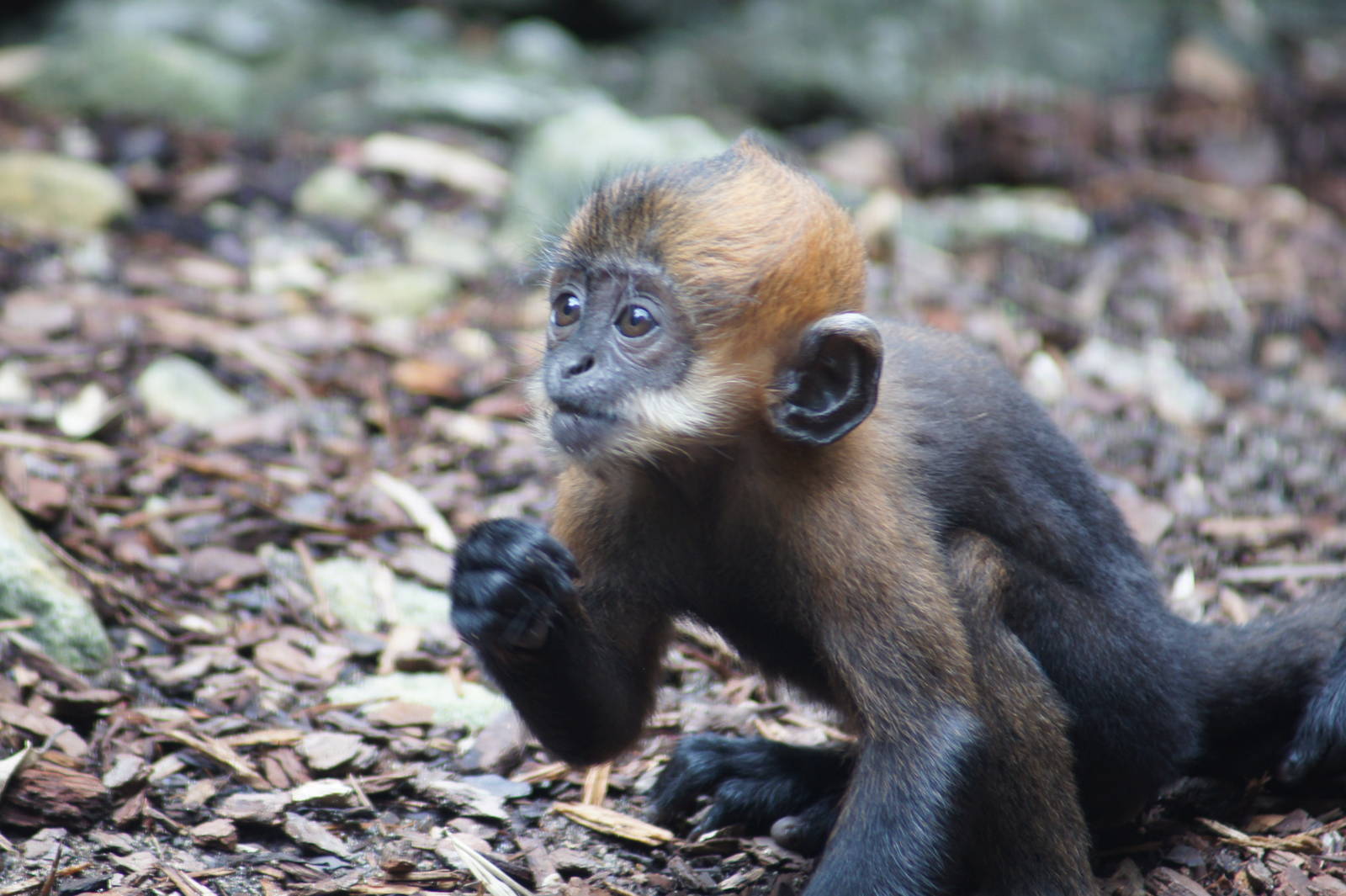 (Francois langur) Nangua